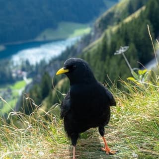 Karin D. — patient testimonial, Swiss Mountain Clinic